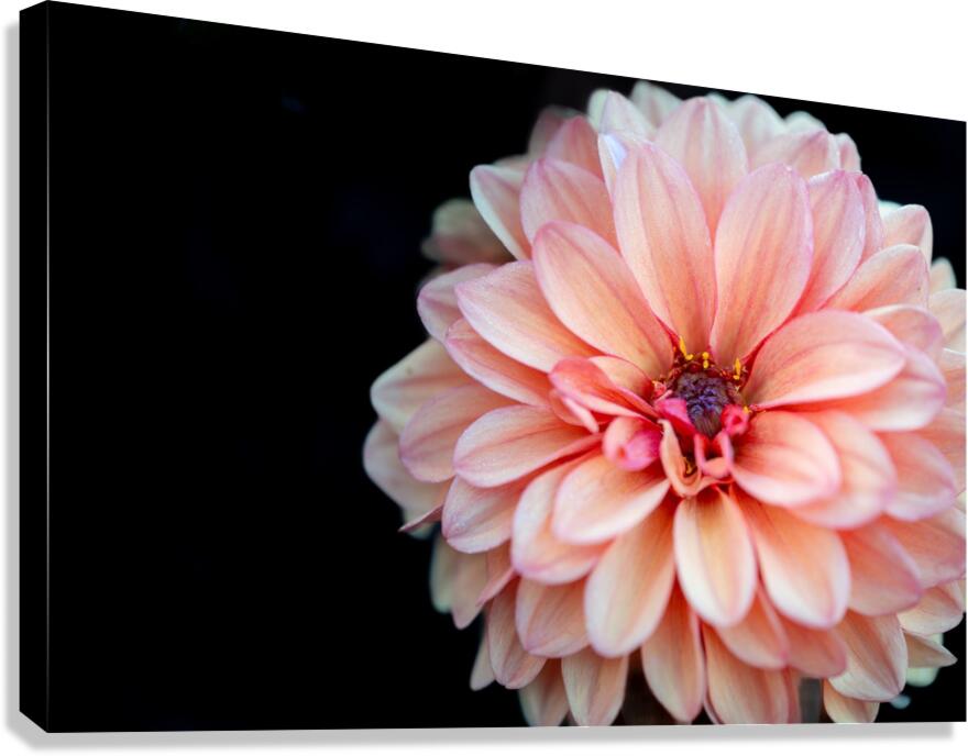 Pink Dahlia Canvas Print
