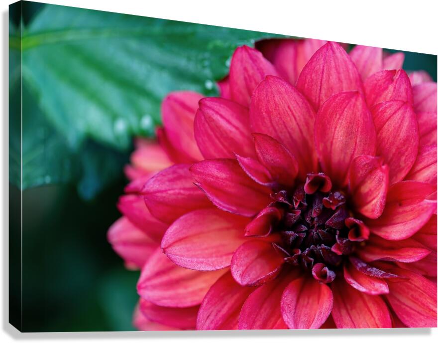 Dark Pink Dahlia Canvas Print