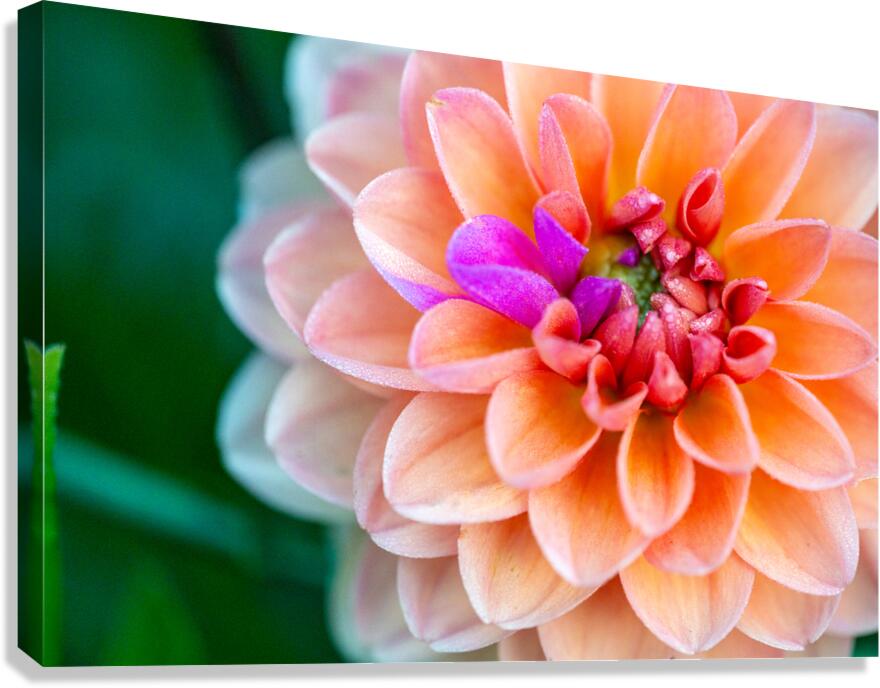 Peach Dahlia with a splash of Purple Canvas Print
