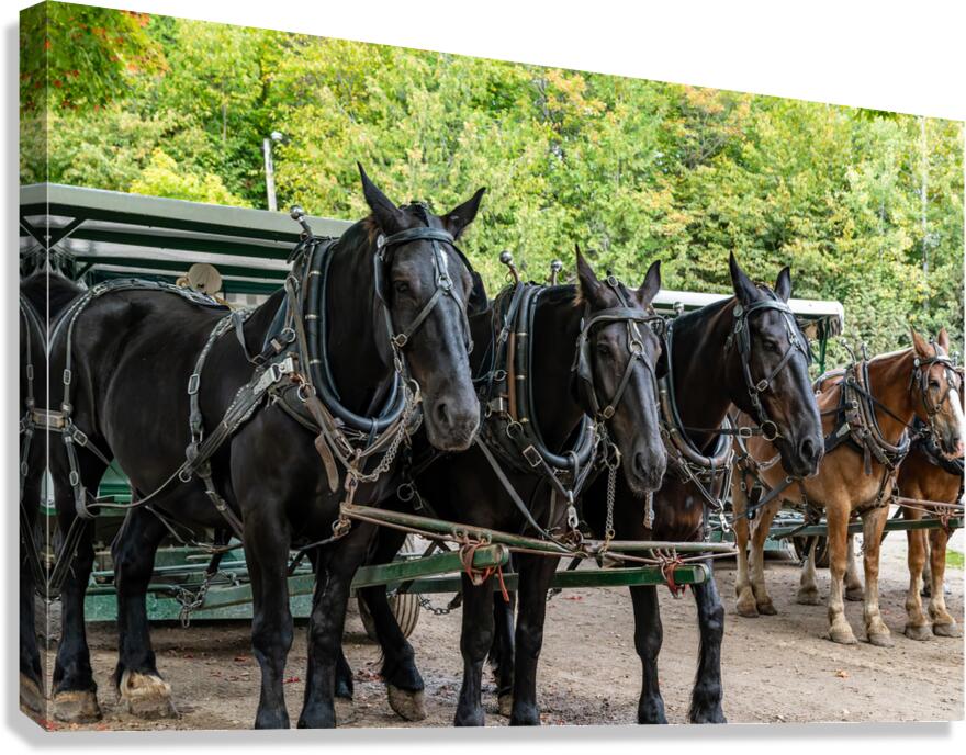 Teams of Horses Canvas Print