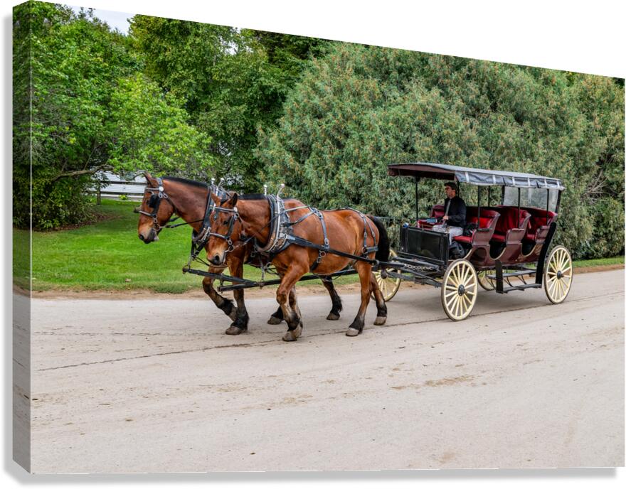 A Pair of Horses pulling a Carriage Canvas Print