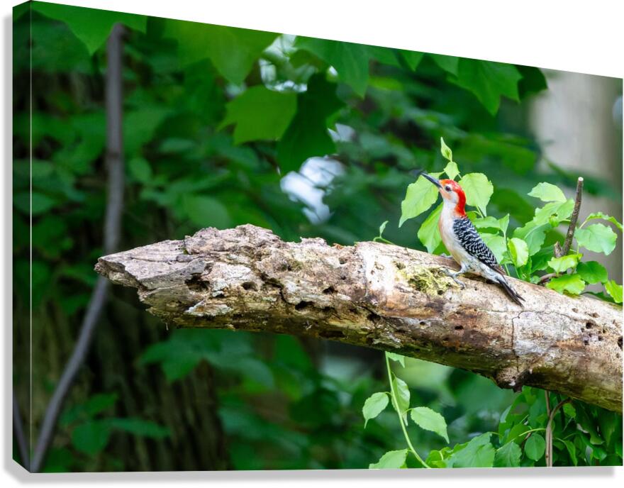 Red Bellied Wood Pecker Canvas Print