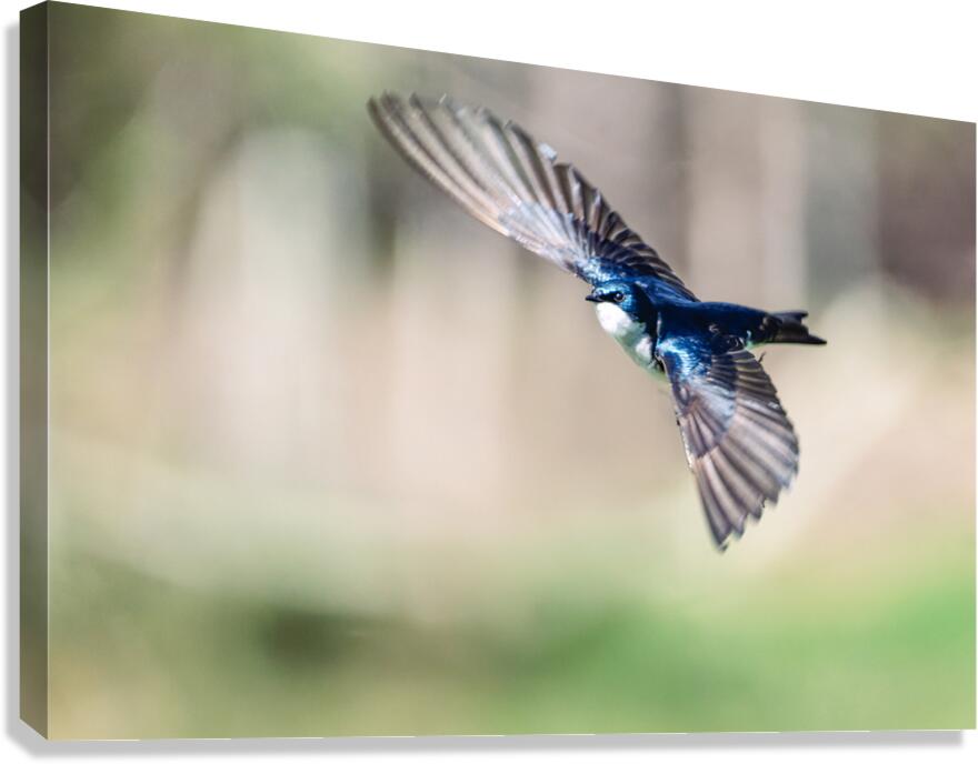 A Tree Swallow in Flight Canvas Print