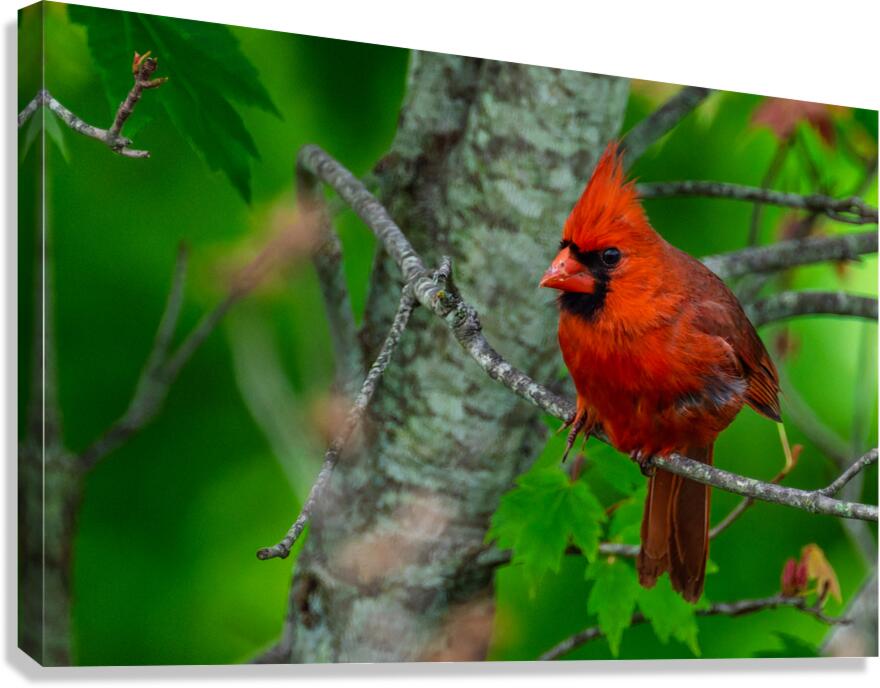 Northern Cardinal  Canvas Print