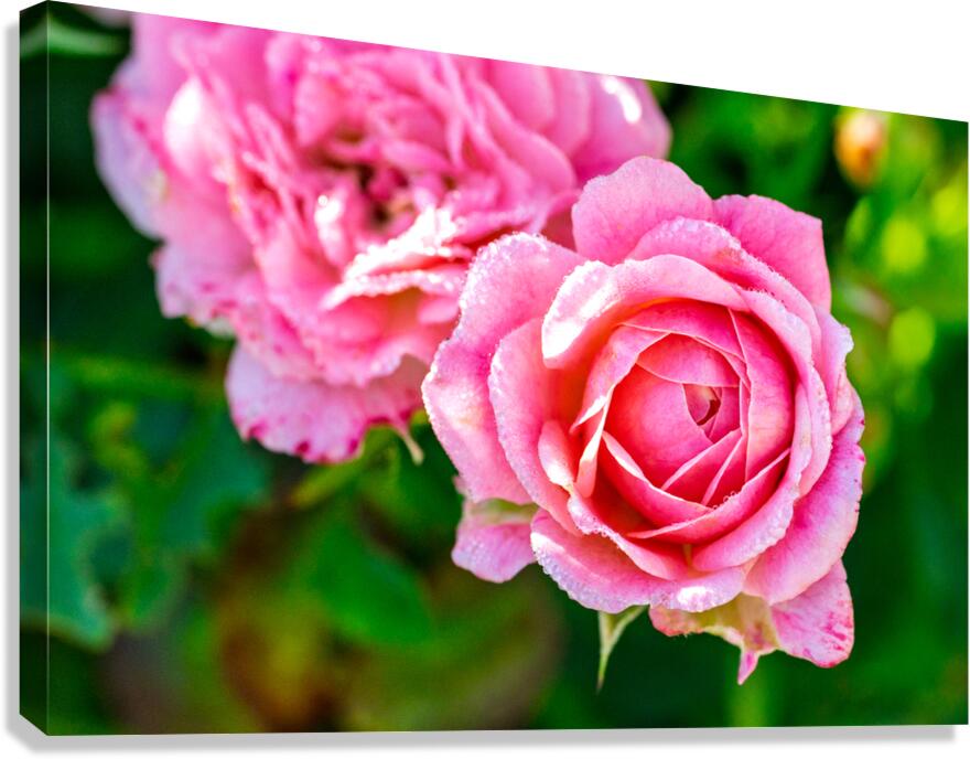 Pink Canvas Print