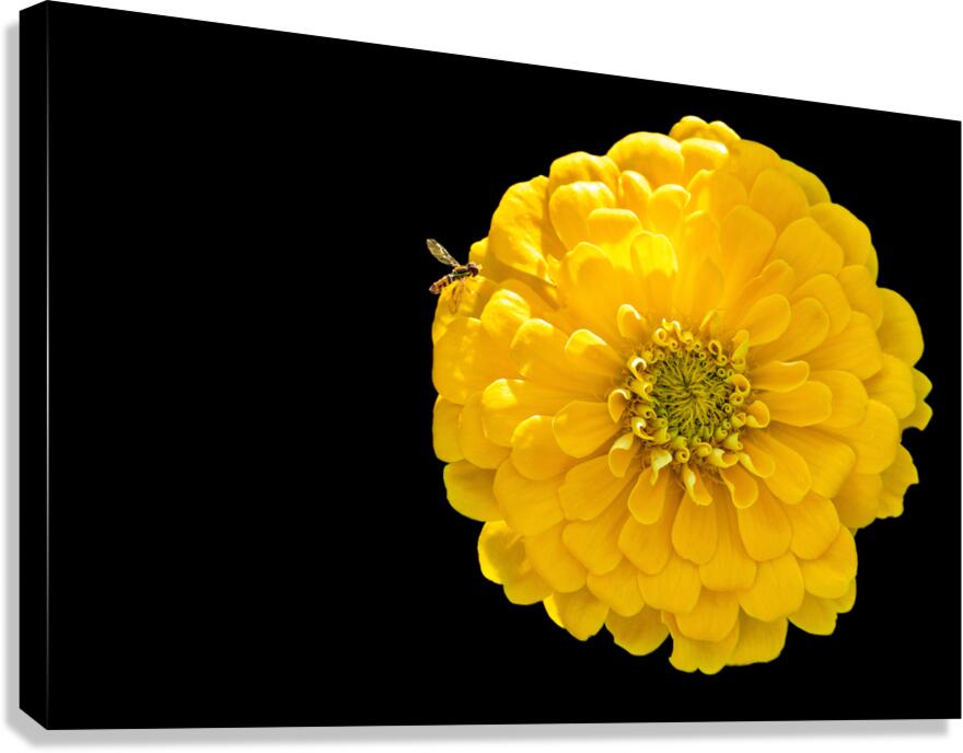 Yellow Zinnia and a Hoverfly Canvas Print