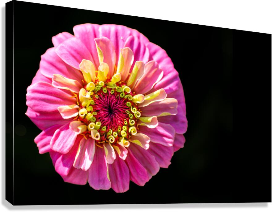 Pink and Yellow Zinnia Canvas Print