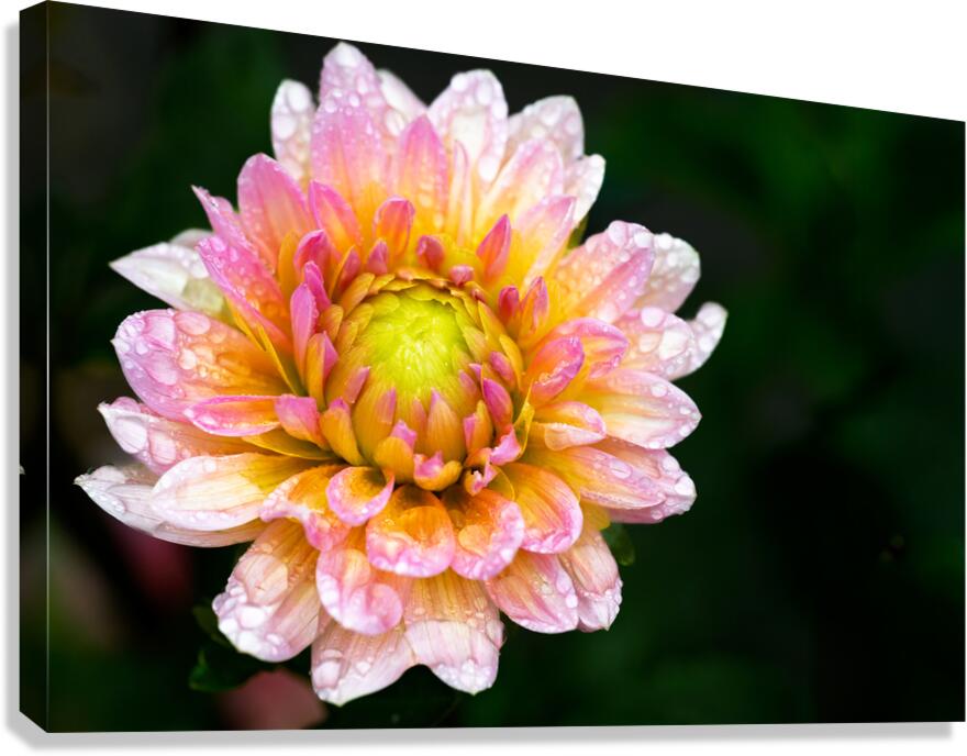 Dahlia and Raindrops Canvas Print