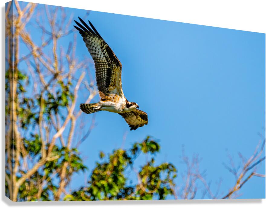 An Osprey Soars Canvas Print