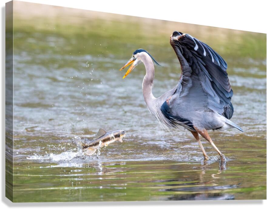 Not Today Canvas Print
