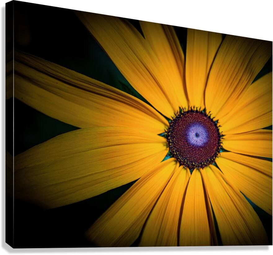 Yellow Daisy Canvas Print