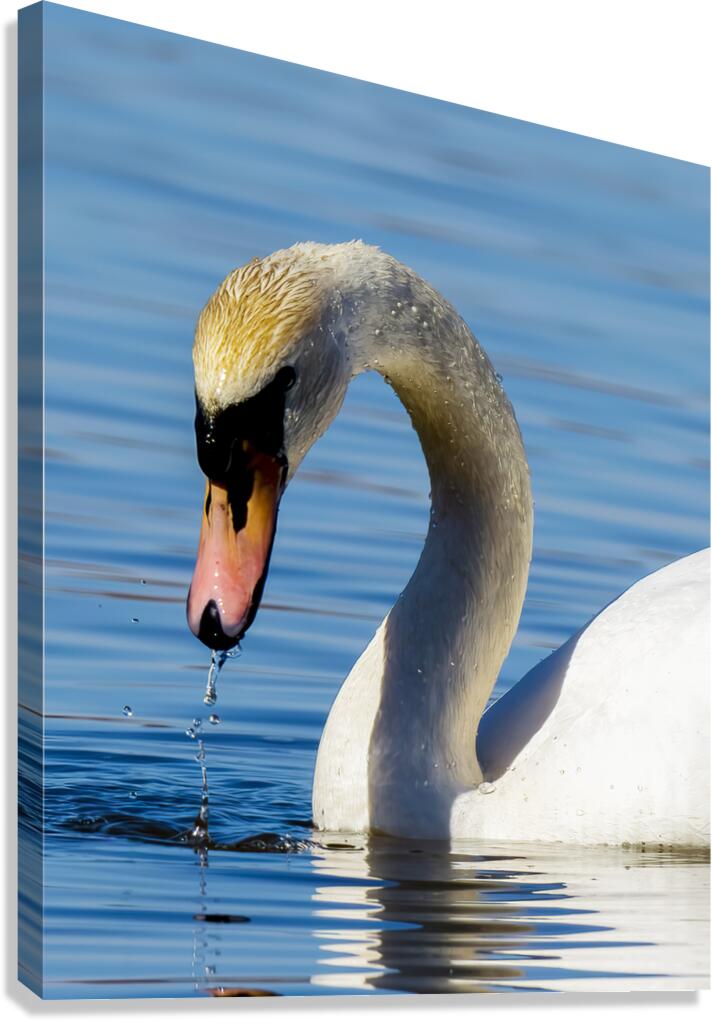 Swan on a Lake Canvas Print