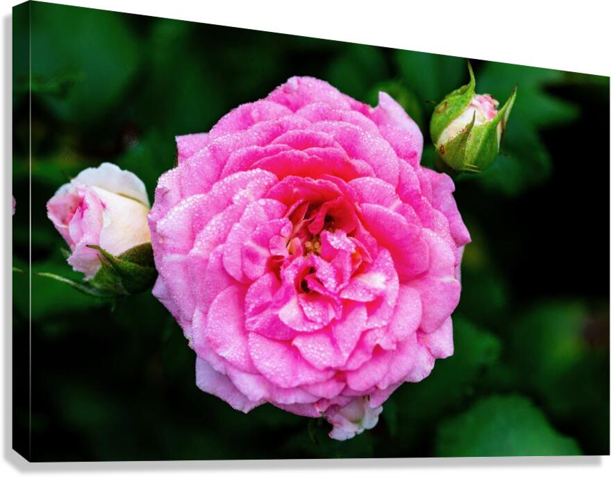 Rose with Morning Dew Canvas Print