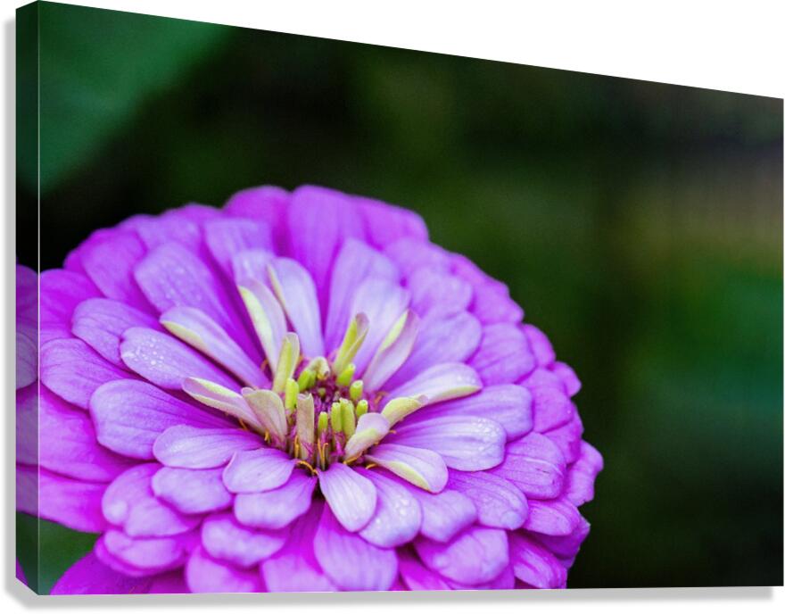 Glistening Purple Zinnia  Canvas Print