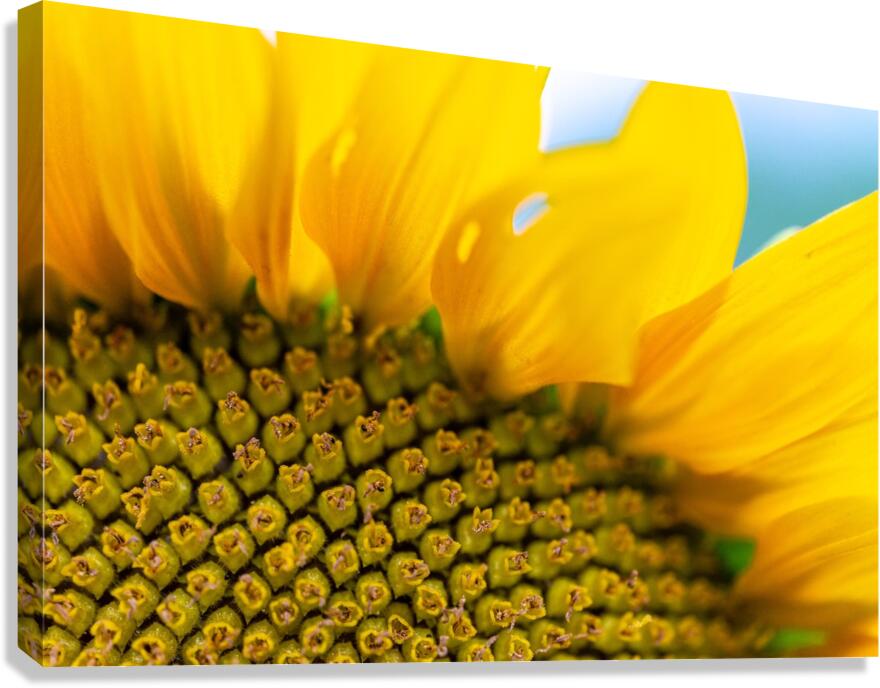 SunFlower Close Up Canvas Print