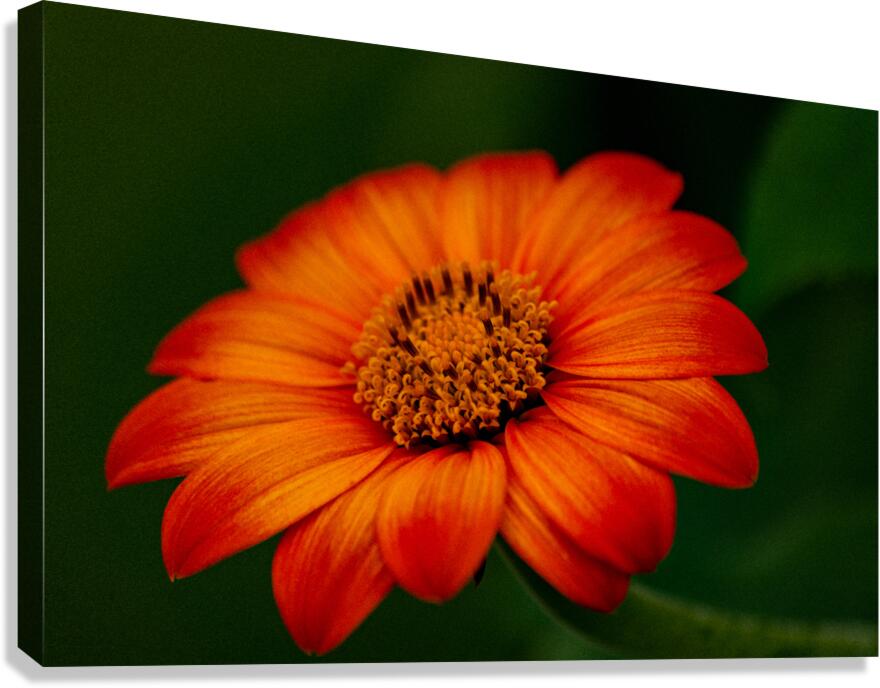 Orange Sunflower  Canvas Print