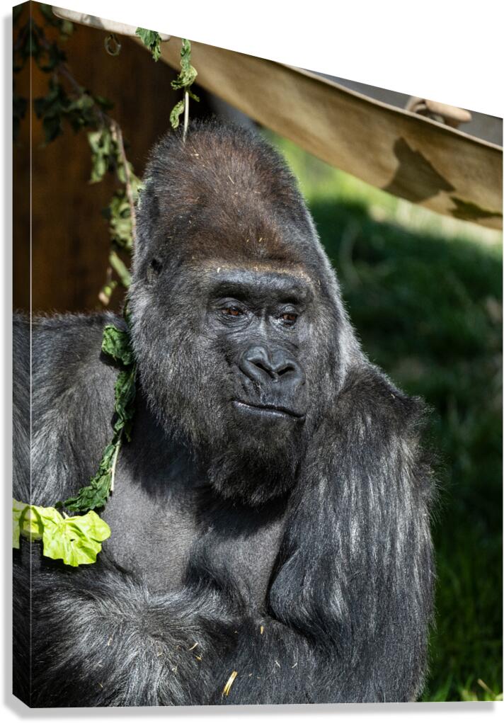 Gorilla Deep in Thought Canvas Print