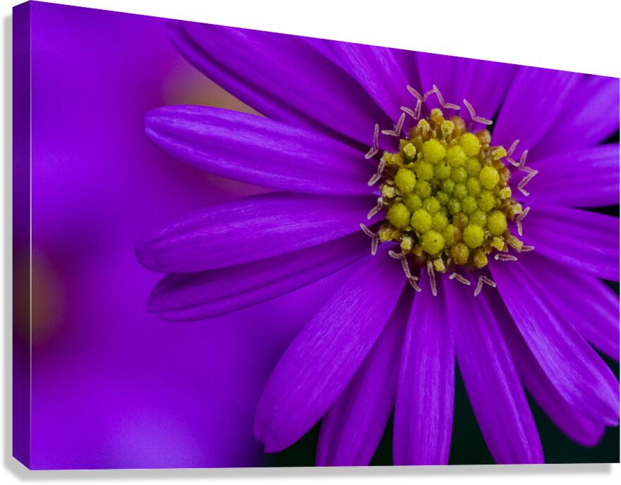 Purple Aster Canvas Print