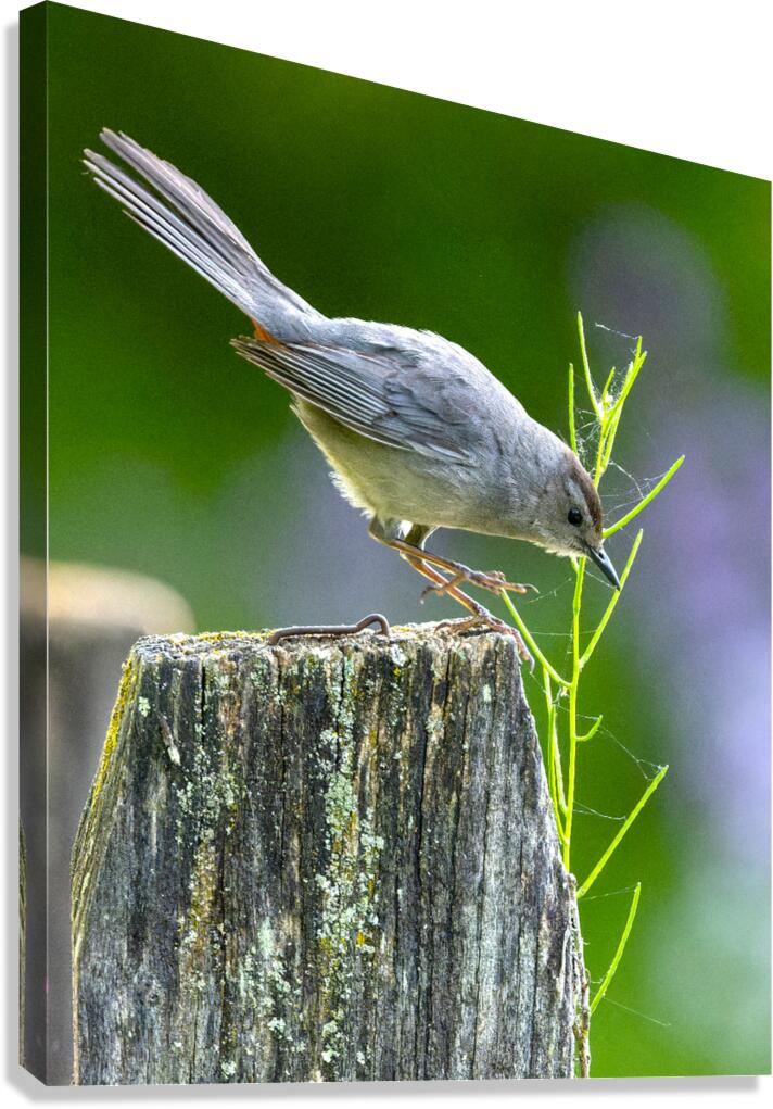 Cat Bird on a Post Canvas Print