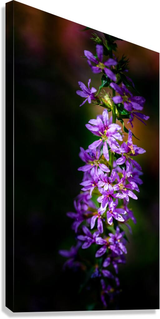 Purple Loosestrife Canvas Print