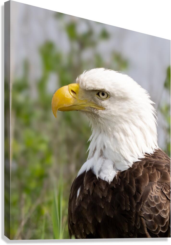 North American Bald Eagle Canvas Print