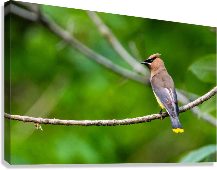 Cedar Waxwing Canvas Print