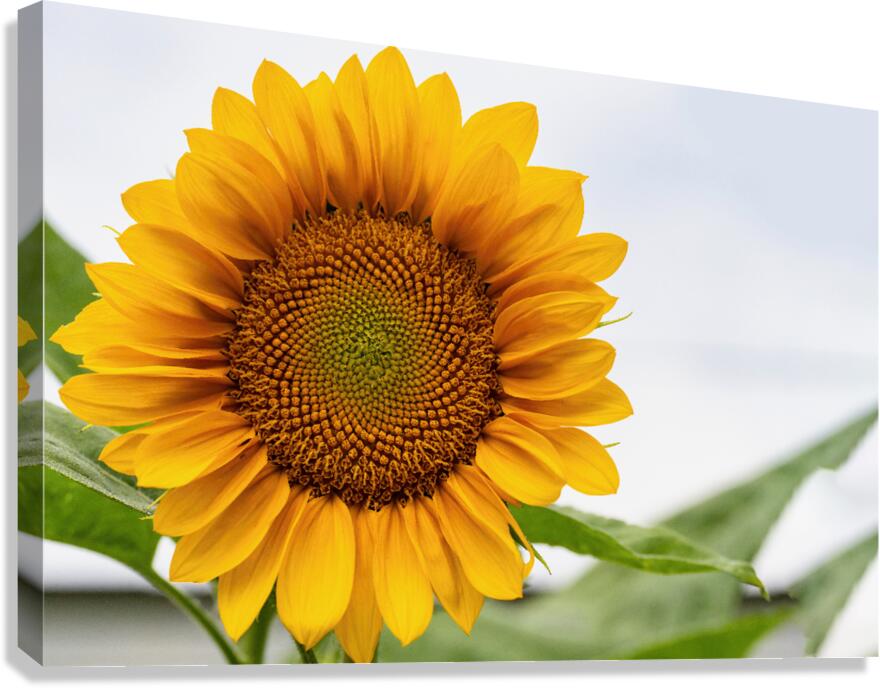Sun Flower Canvas Print