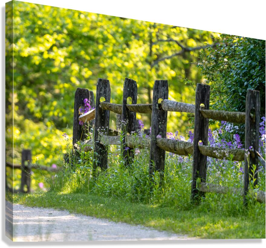 Fence and Flowers Canvas Print