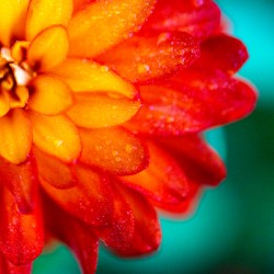 Orange and Yellow Zinnia
