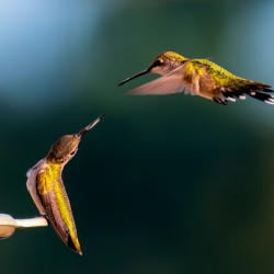 Hummingbirds
