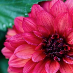 Dark Pink Dahlia