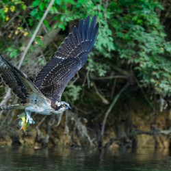 An Osprey picks up fresh fish for breakfast