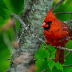 Northern Cardinal 