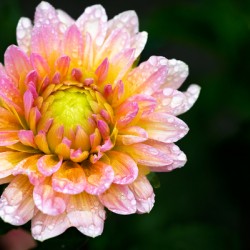 Dahlia and Raindrops