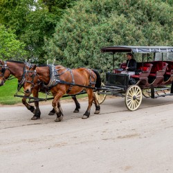 A Pair of Horses pulling a Carriage