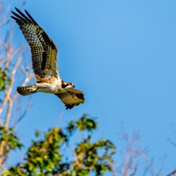 An Osprey Soars