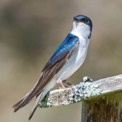 A Tree Swallow Enjoys a Sunny Day. 