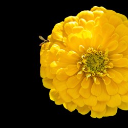 Yellow Zinnia and a Hoverfly