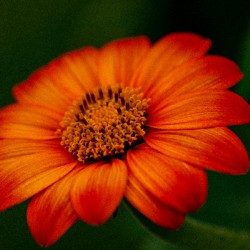 Orange Sunflower 