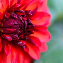 Vibrant Scarlet and Magenta Dahlia