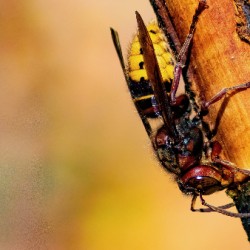 Hornet Collecting Bark for a Nest