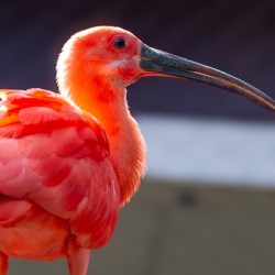Scarlet Ibis