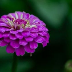 Zinnia