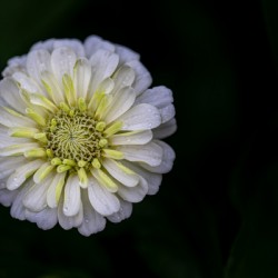 White Zinnia
