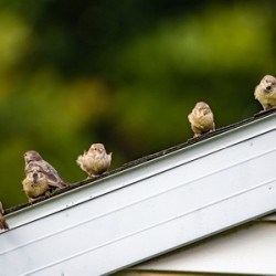 Sparrows on a Roof
