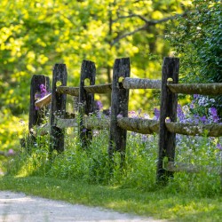 Fence and Flowers