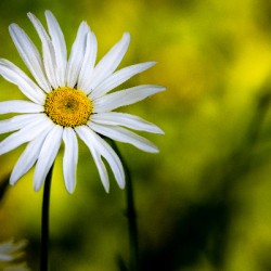 A Solitary Daisy