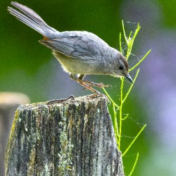 Cat Bird on a Post