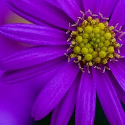 Purple Aster