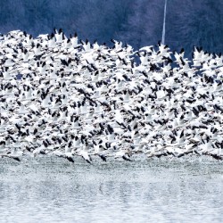 Snow Geese Migration